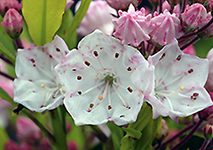 Mountain Laurel by Jim Barnes Photography