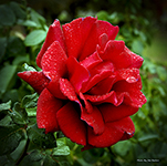 Red Rose by Jim Barnes Photography